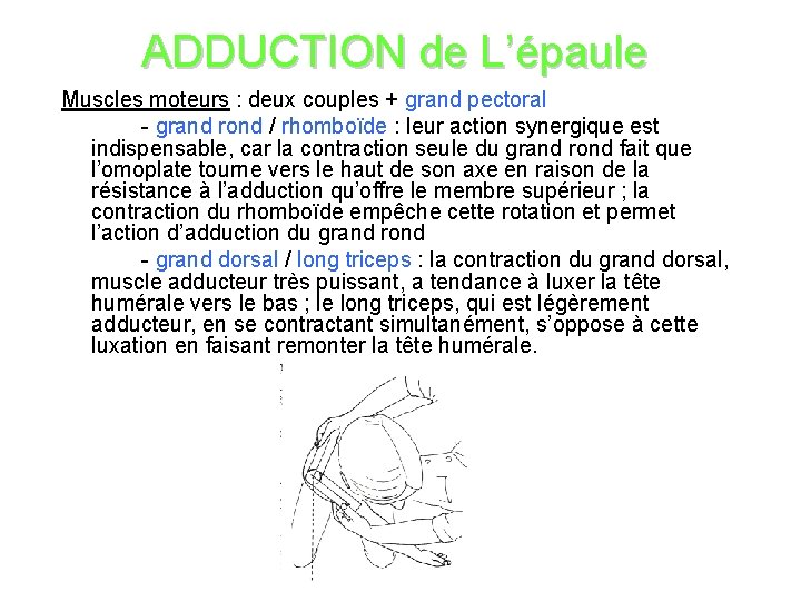 ADDUCTION de L’épaule Muscles moteurs : deux couples + grand pectoral - grand rond