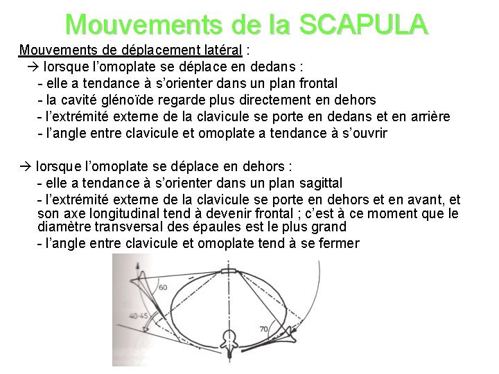 Mouvements de la SCAPULA Mouvements de déplacement latéral : lorsque l’omoplate se déplace en