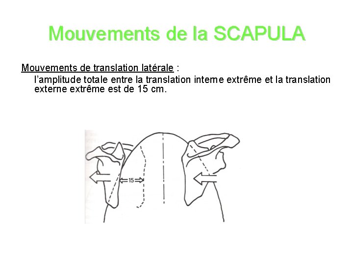 Mouvements de la SCAPULA Mouvements de translation latérale : l’amplitude totale entre la translation