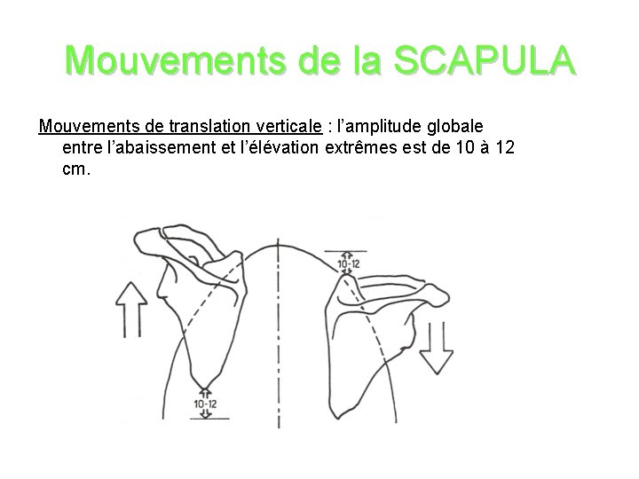 Mouvements de la SCAPULA Mouvements de translation verticale : l’amplitude globale entre l’abaissement et