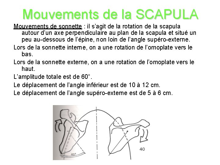 Mouvements de la SCAPULA Mouvements de sonnette : il s’agit de la rotation de