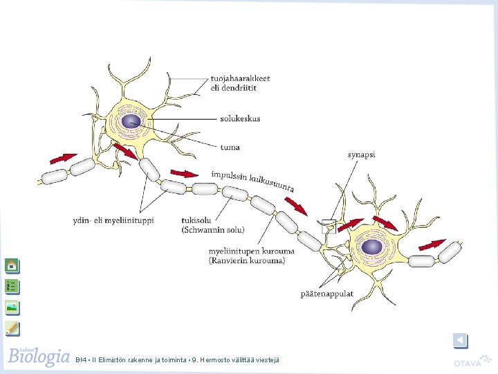 BI 4 • II Elimistön rakenne ja toiminta • 9. Hermosto välittää viestejä 