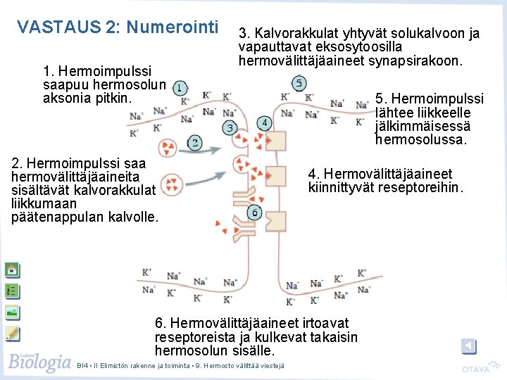 VASTAUS 2: Numerointi 1. Hermoimpulssi saapuu hermosolun aksonia pitkin. 3. Kalvorakkulat yhtyvät solukalvoon ja