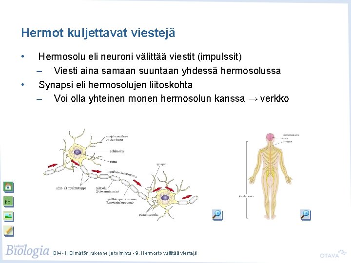 Hermot kuljettavat viestejä • • Hermosolu eli neuroni välittää viestit (impulssit) – Viesti aina