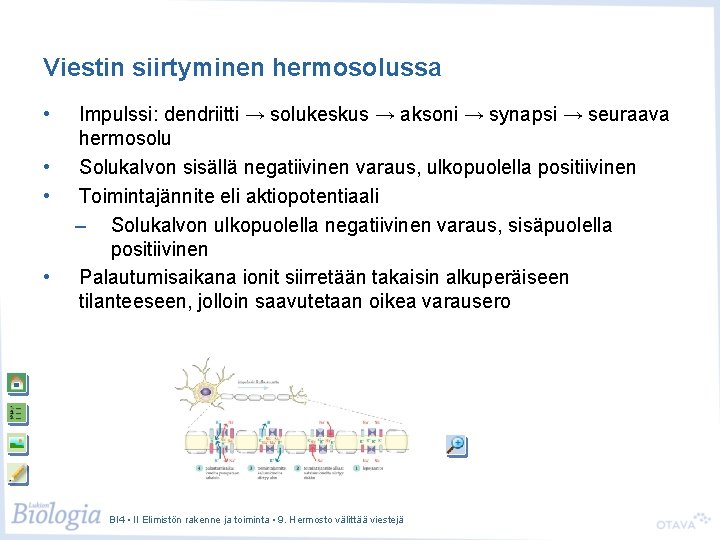 Viestin siirtyminen hermosolussa • • Impulssi: dendriitti → solukeskus → aksoni → synapsi →