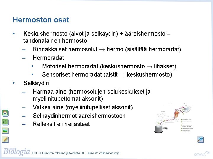 Hermoston osat • • Keskushermosto (aivot ja selkäydin) + ääreishermosto = tahdonalainen hermosto –