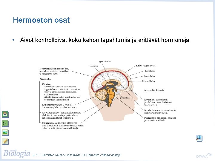 Hermoston osat • Aivot kontrolloivat koko kehon tapahtumia ja erittävät hormoneja BI 4 •