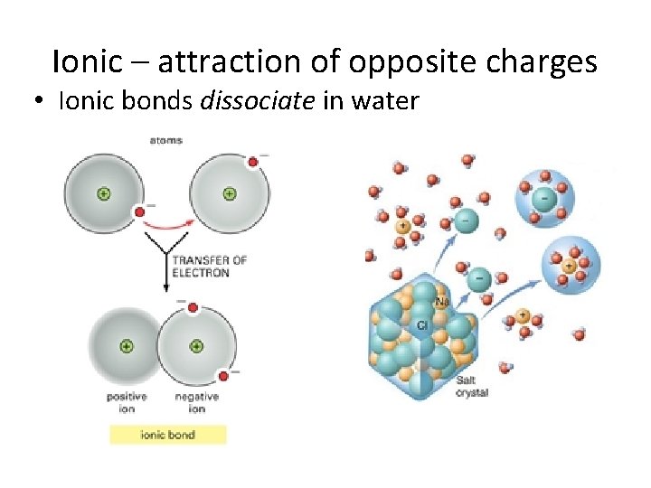 Ionic – attraction of opposite charges • Ionic bonds dissociate in water 