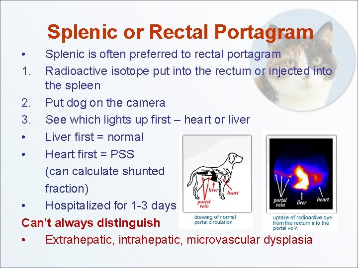 Splenic or Rectal Portagram • 1. Splenic is often preferred to rectal portagram Radioactive