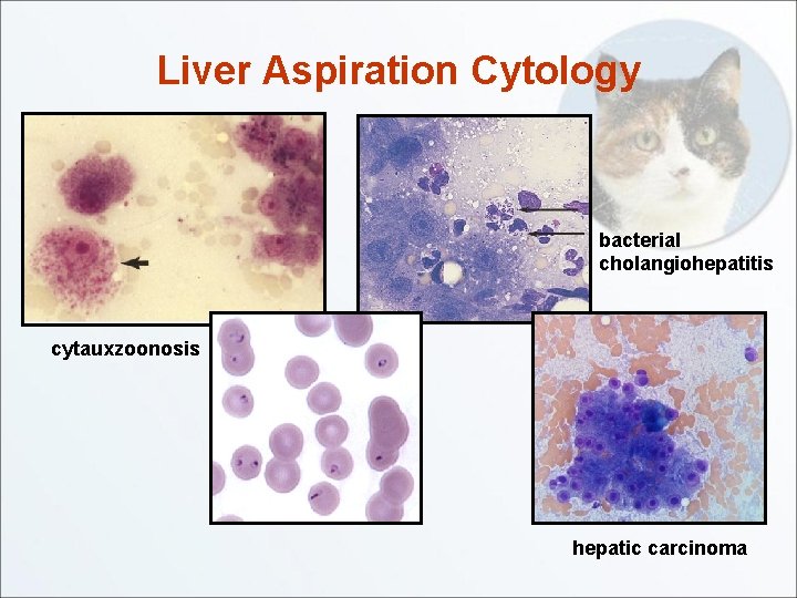 Liver Aspiration Cytology bacterial cholangiohepatitis cytauxzoonosis hepatic carcinoma 