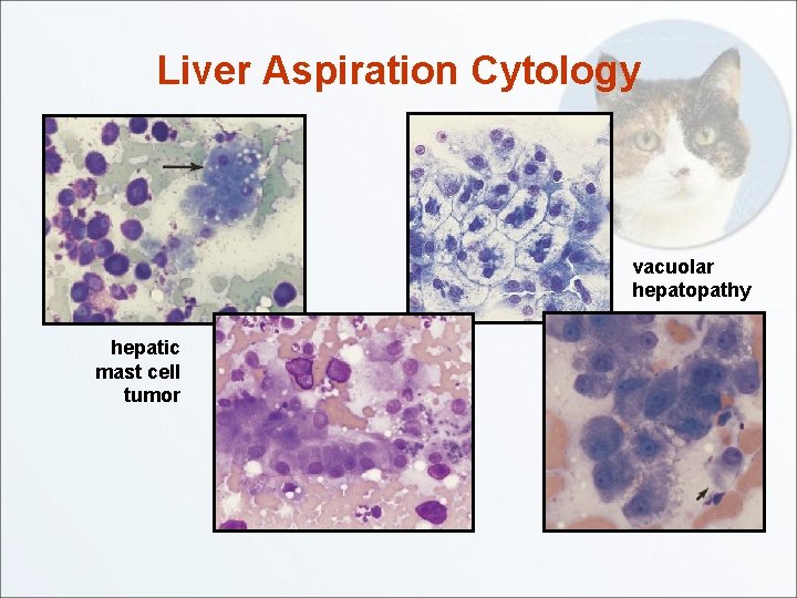 Liver Aspiration Cytology vacuolar hepatopathy hepatic mast cell tumor 