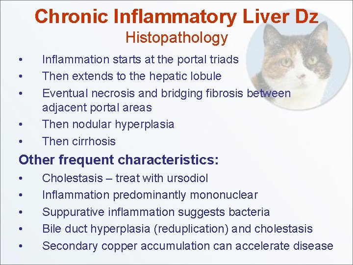 Chronic Inflammatory Liver Dz Histopathology • • • Inflammation starts at the portal triads