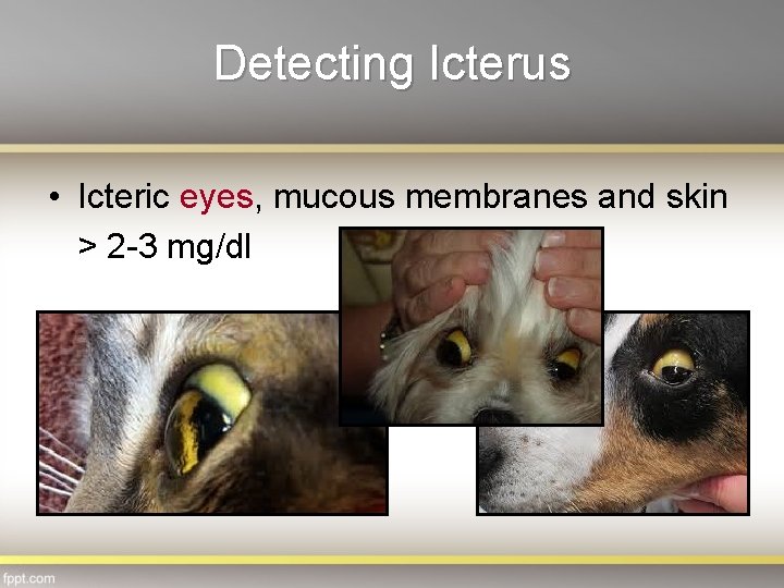 Detecting Icterus • Icteric eyes, mucous membranes and skin > 2 -3 mg/dl 