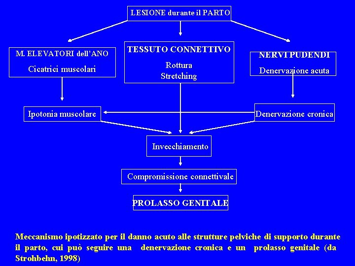 LESIONE durante il PARTO M. ELEVATORI dell’ANO Cicatrici muscolari TESSUTO CONNETTIVO Rottura Stretching Ipotonia