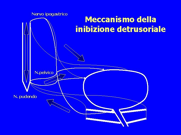 Nervo ipogastrico N. pelvico N. pudendo Meccanismo della inibizione detrusoriale 