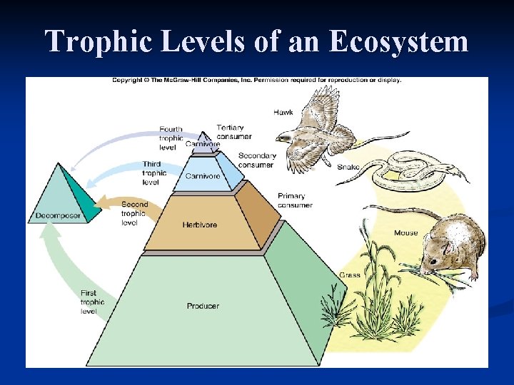 Trophic Levels of an Ecosystem 