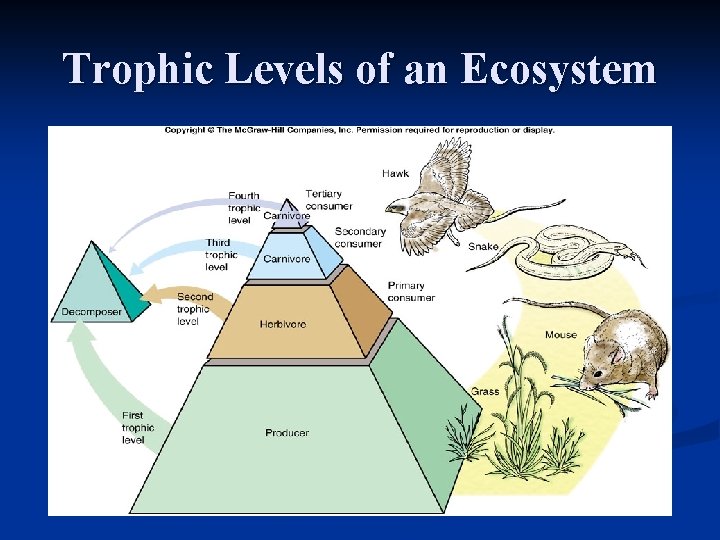 Trophic Levels of an Ecosystem 