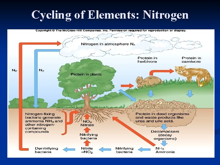 Cycling of Elements: Nitrogen 