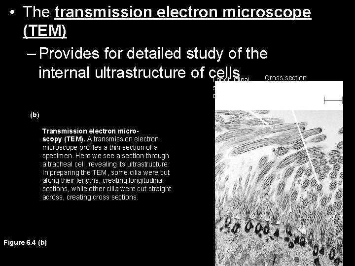  • The transmission electron microscope (TEM) – Provides for detailed study of the