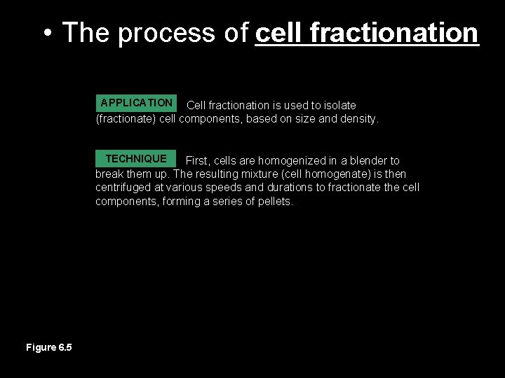  • The process of cell fractionation APPLICATION Cell fractionation is used to isolate