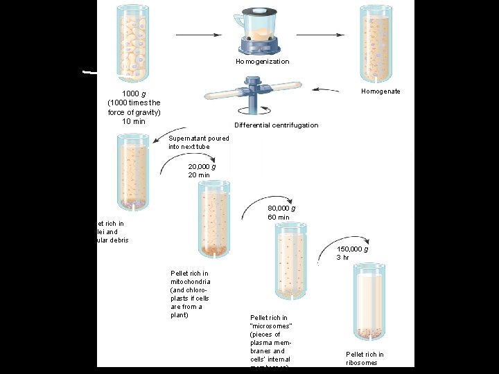 Homogenization Tissue cells Homogenate 1000 g (1000 times the force of gravity) 10 min