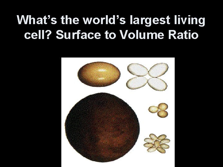 What’s the world’s largest living cell? Surface to Volume Ratio 