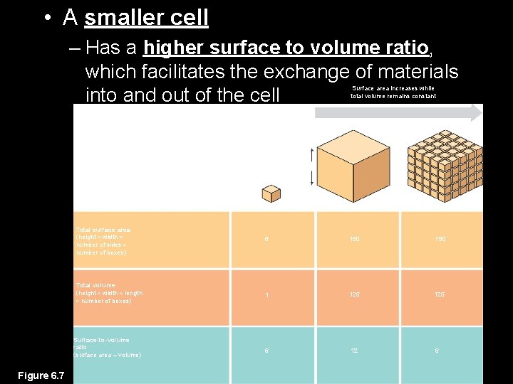  • A smaller cell – Has a higher surface to volume ratio, which