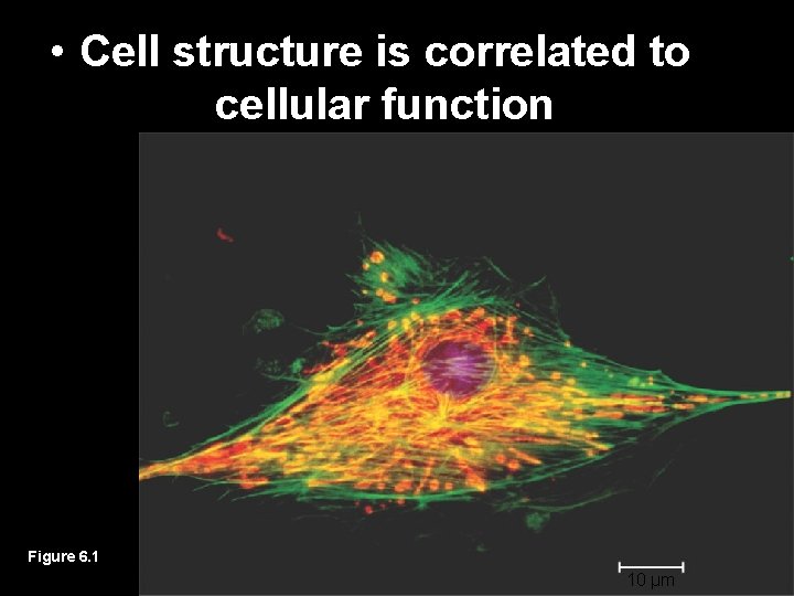  • Cell structure is correlated to cellular function Figure 6. 1 10 µm