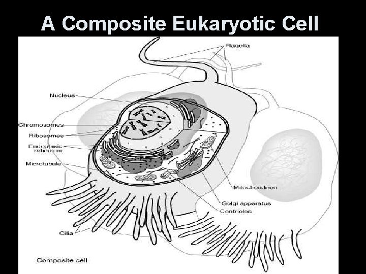 A Composite Eukaryotic Cell 