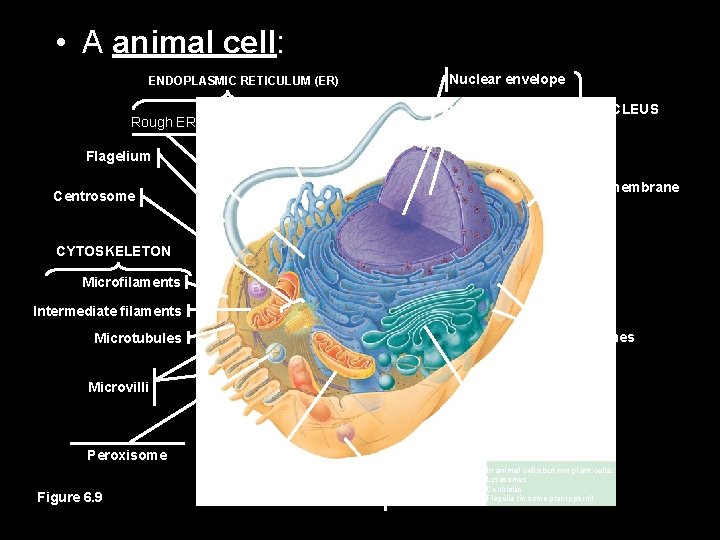  • A animal cell: ENDOPLASMIC RETICULUM (ER) Rough ER Smooth ER Nuclear envelope