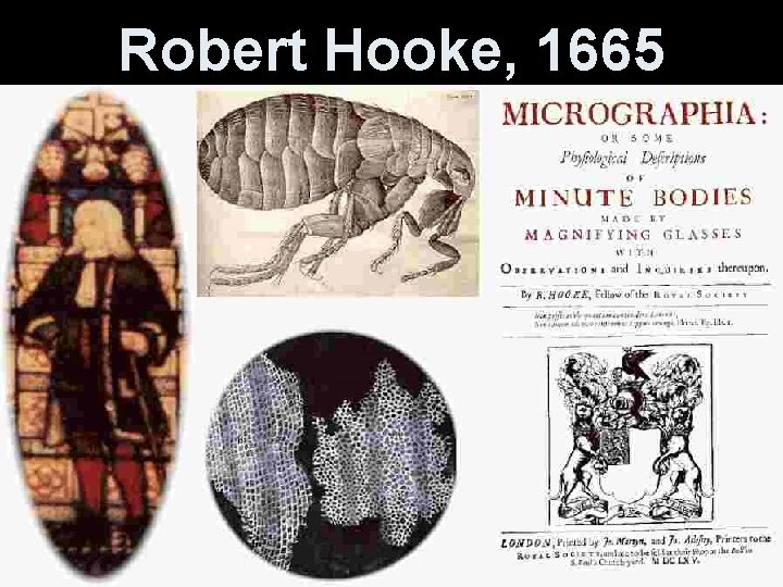 Robert Hooke, 1665 