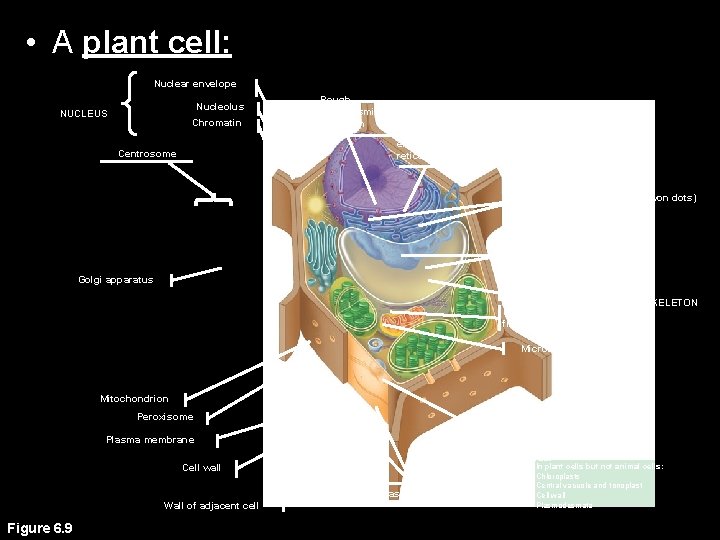  • A plant cell: Nuclear envelope Nucleolus NUCLEUS Chromatin Centrosome Rough endoplasmic reticulum