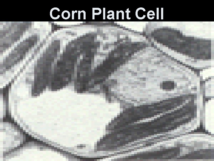Corn Plant Cell 