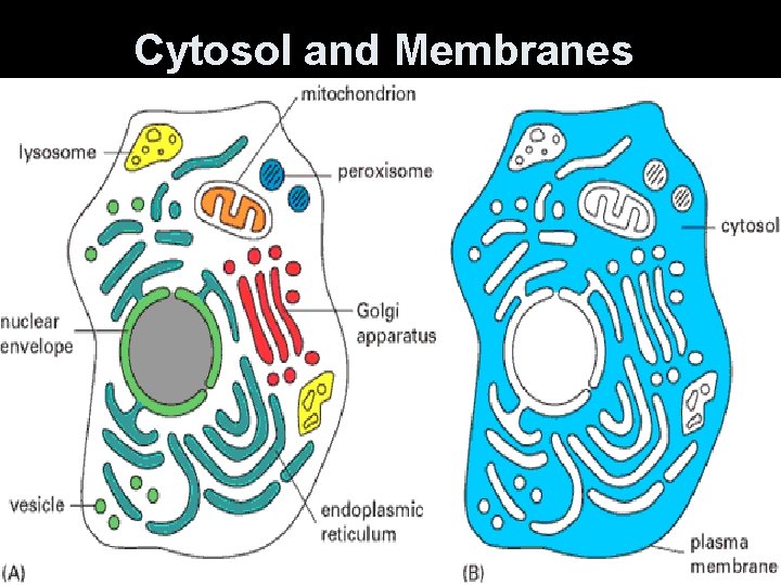 Cytosol and Membranes 