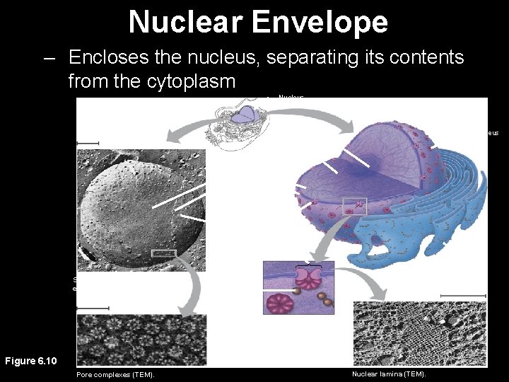 Nuclear Envelope – Encloses the nucleus, separating its contents from the cytoplasm Nucleus 1