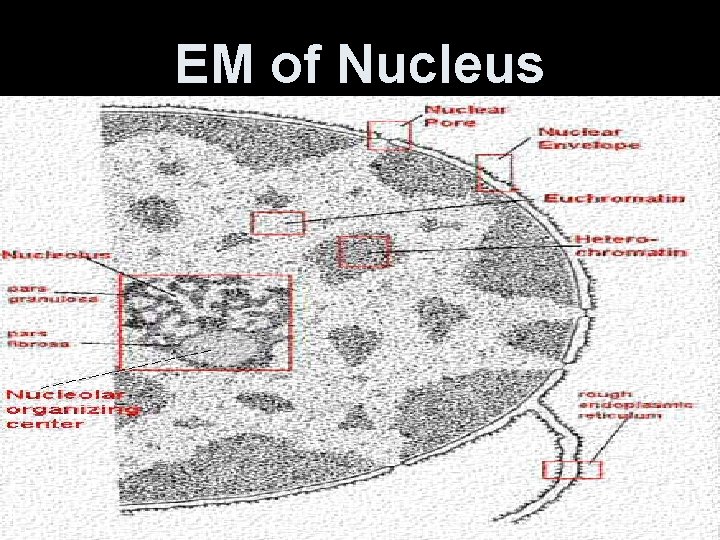 EM of Nucleus 