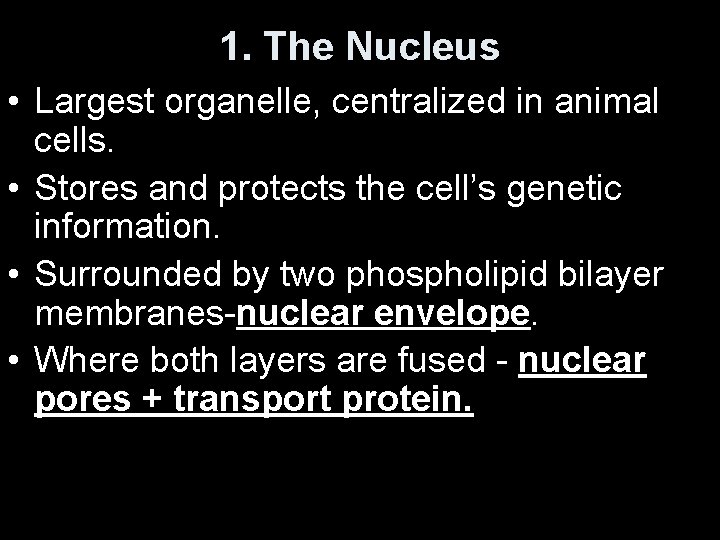 1. The Nucleus • Largest organelle, centralized in animal cells. • Stores and protects