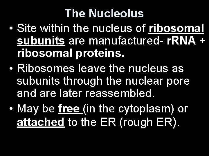 The Nucleolus • Site within the nucleus of ribosomal subunits are manufactured- r. RNA