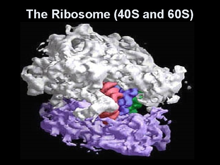The Ribosome (40 S and 60 S) 