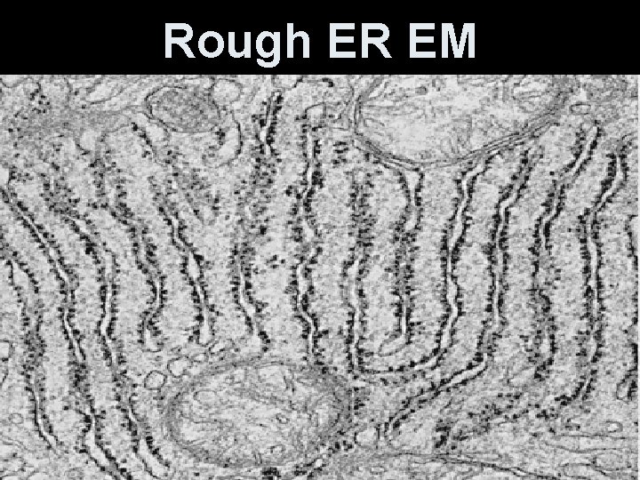 Rough ER EM 