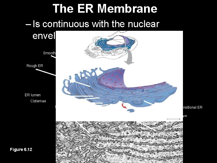 The ER Membrane – Is continuous with the nuclear envelope Smooth ER Nuclear envelope