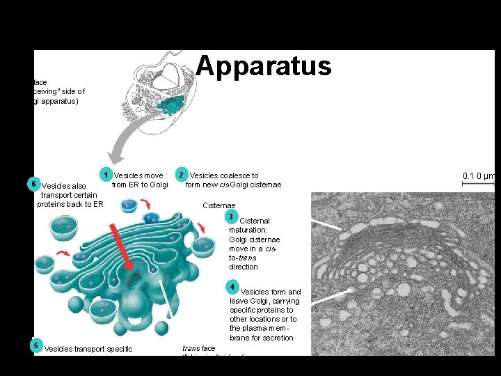 Functions of the Golgi Apparatus Golgi cis face (“receiving” side apparatus of Golgi apparatus)