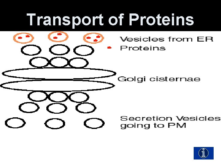 Transport of Proteins 