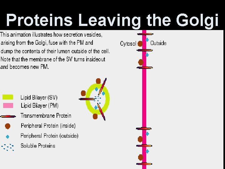Proteins Leaving the Golgi 