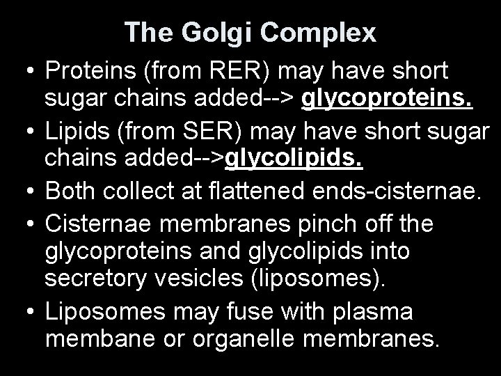 The Golgi Complex • Proteins (from RER) may have short sugar chains added--> glycoproteins.