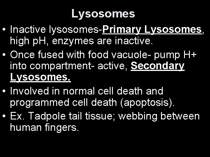 Lysosomes • Inactive lysosomes-Primary Lysosomes, high p. H, enzymes are inactive. • Once fused