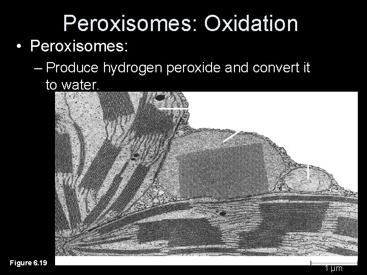 Peroxisomes: Oxidation • Peroxisomes: – Produce hydrogen peroxide and convert it to water. Chloroplast