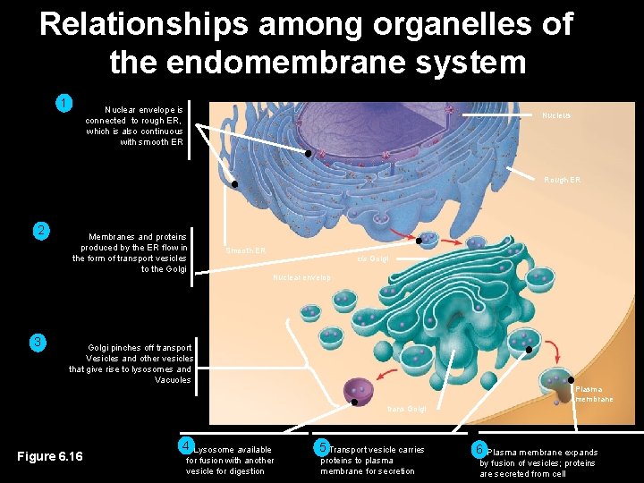 Relationships among organelles of the endomembrane system 1 Nuclear envelope is connected to rough