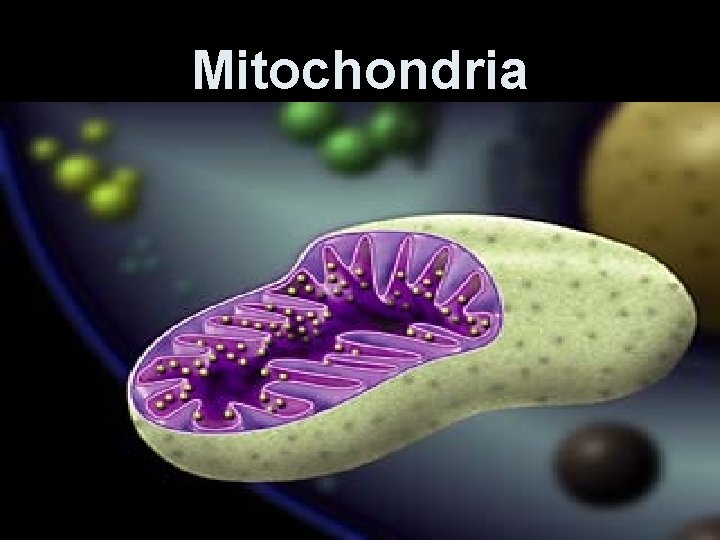 Mitochondria 