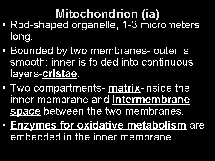 Mitochondrion (ia) • Rod-shaped organelle, 1 -3 micrometers long. • Bounded by two membranes-